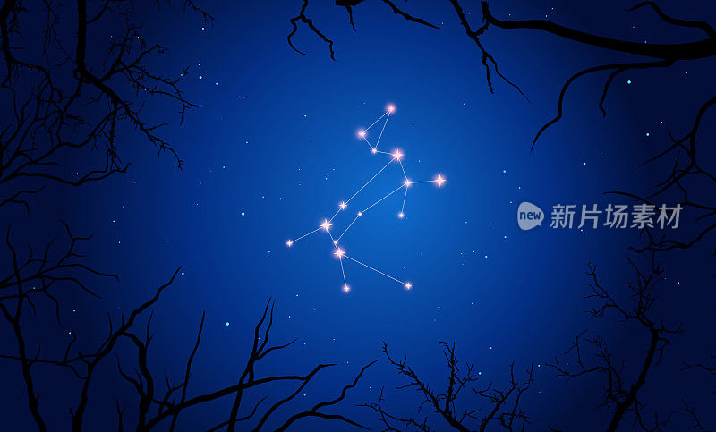Canis Major的Сonstellation。夜空中的星星，树影